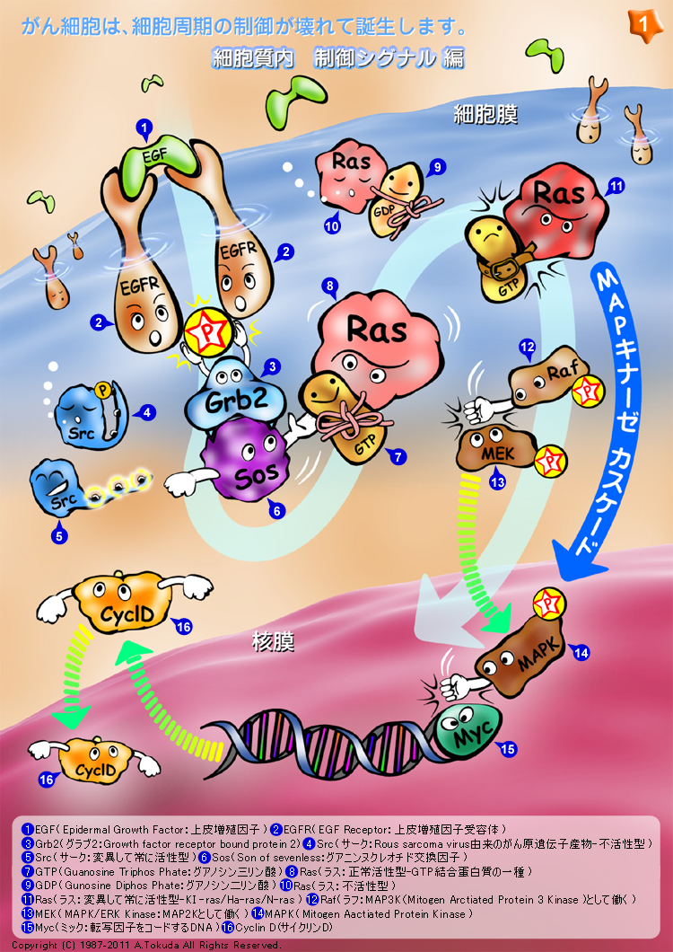 発がんメカニズムのイラスト1