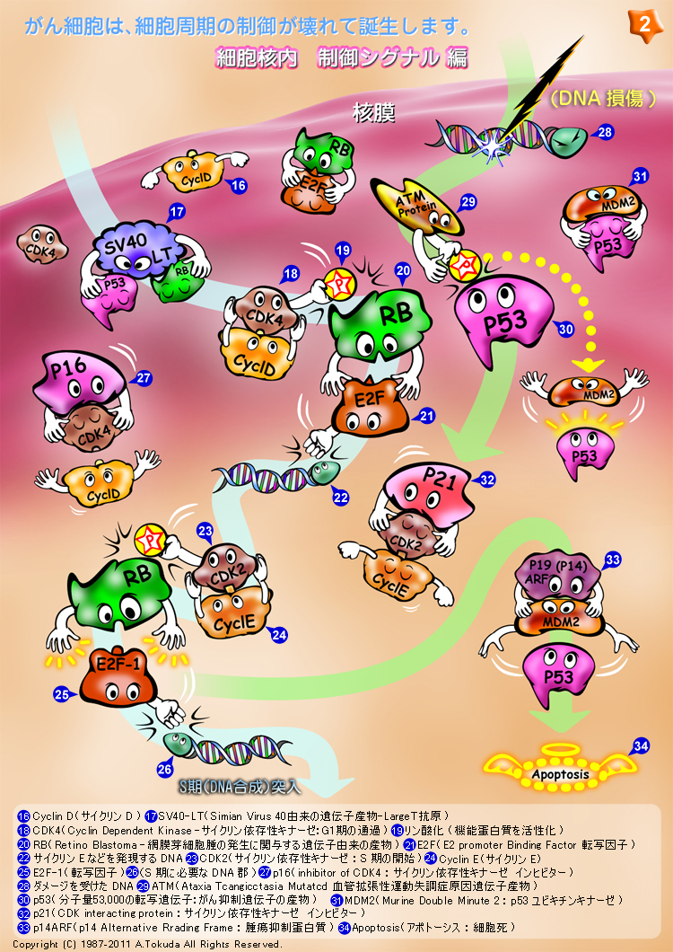 発がんメカニズムのイラスト解説 2